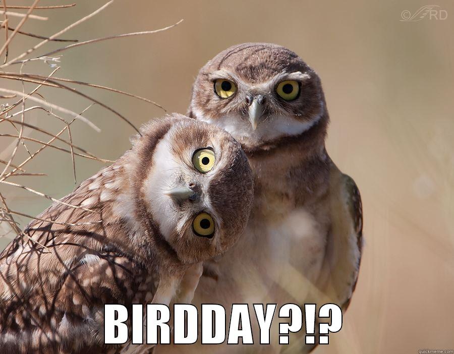 BIRDDAY TODAY?!? -  BIRDDAY?!? Misc