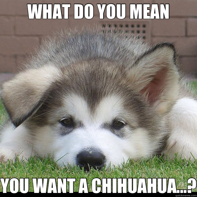 WHAT DO YOU MEAN YOU WANT A CHIHUAHUA...? - WHAT DO YOU MEAN YOU WANT A CHIHUAHUA...?  Sad Malamute
