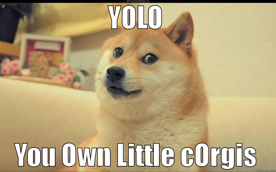 YOLO corgis - YOLO YOU OWN LITTLE CORGIS Misc