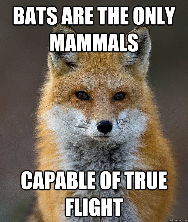 Bats are the only mammals  capable of true flight   Fun Fact Fox