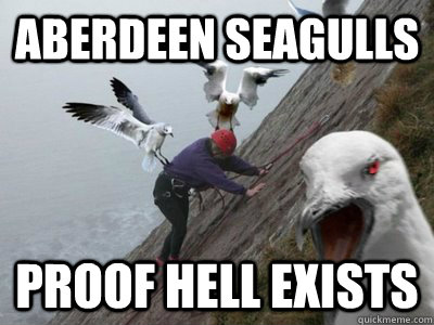 Aberdeen Seagulls Proof Hell Exists  Aberdeen Seagulls