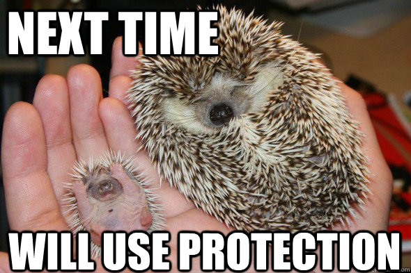 NEXT TIME WILL USE PROTECTION  Hedgehog Pregnancy Prevention