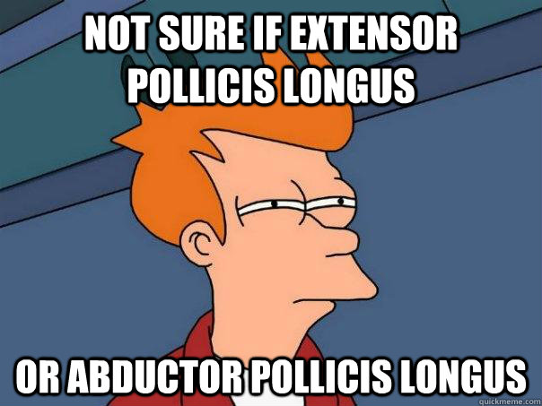 Not sure if extensor pollicis longus  Or abductor pollicis longus  Futurama Fry