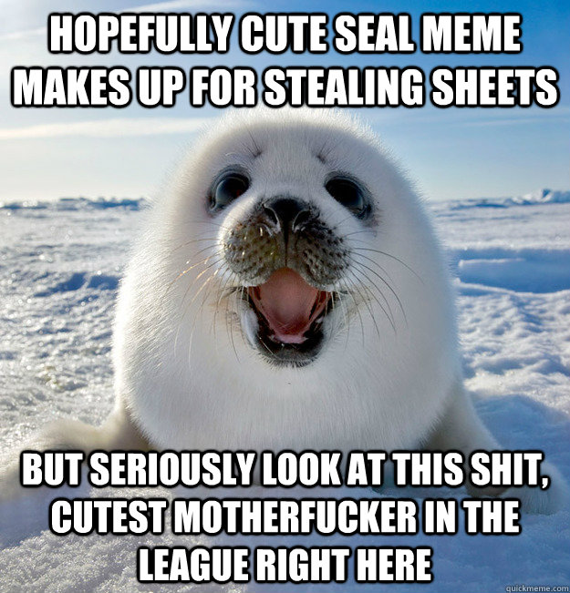 Hopefully cute seal meme makes up for stealing sheets But seriously look at this shit, cutest motherfucker in the league right here - Hopefully cute seal meme makes up for stealing sheets But seriously look at this shit, cutest motherfucker in the league right here  Easily Pleased Seal