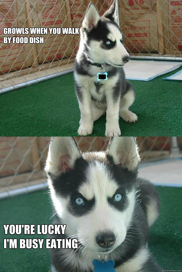 Growls when you walk
by food dish You're lucky 
I'm busy eating - Growls when you walk
by food dish You're lucky 
I'm busy eating  Insanity puppy