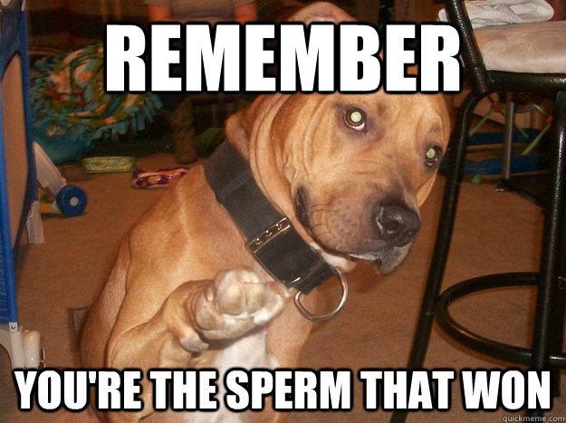 Remember You're the sperm that won - Remember You're the sperm that won  Brofist dog