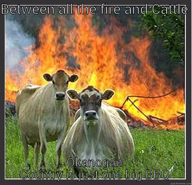 BETWEEN ALL THE FIRE AND CATTLE  OKANOGAN COUNTRY IS JUST ONE BIG BBQ Evil cows