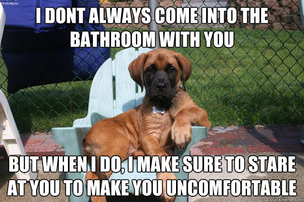 i dont always come into the bathroom with you but when i do, i make sure to stare at you to make you uncomfortable - i dont always come into the bathroom with you but when i do, i make sure to stare at you to make you uncomfortable  The Most Interesting Dog in the World