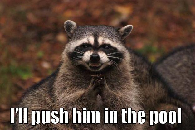  I'LL PUSH HIM IN THE POOL Evil Plotting Raccoon