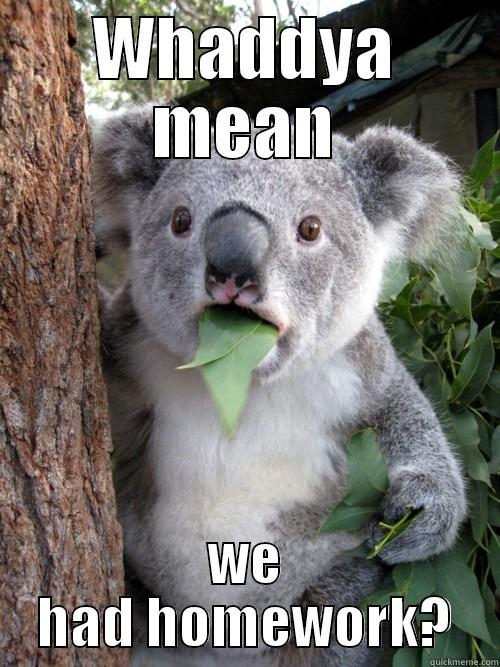 WHADDYA MEAN WE HAD HOMEWORK? koala bear