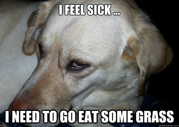 I feel sick ... I need to go eat some grass - I feel sick ... I need to go eat some grass  Hangover Dog