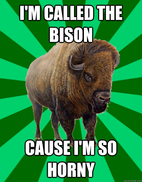 I'm called the  Bison Cause I'm So Horny  