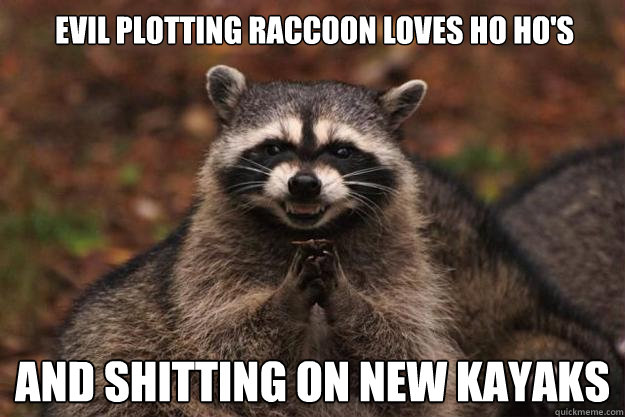 Evil plotting raccoon loves ho ho's and shitting on new kayaks  Evil Plotting Raccoon