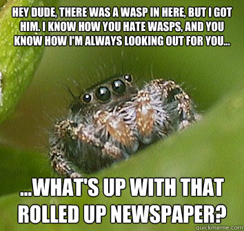 Hey dude, there was a wasp in here, but I got him. I know how you hate wasps, and you know how I'm always looking out for you... ...What's up with that rolled up newspaper?   Misunderstood Spider