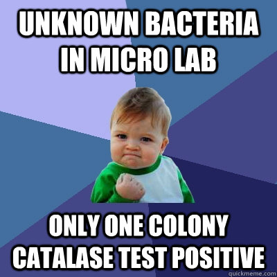 Unknown Bacteria in Micro Lab Only one colony Catalase Test Positive  Success Kid