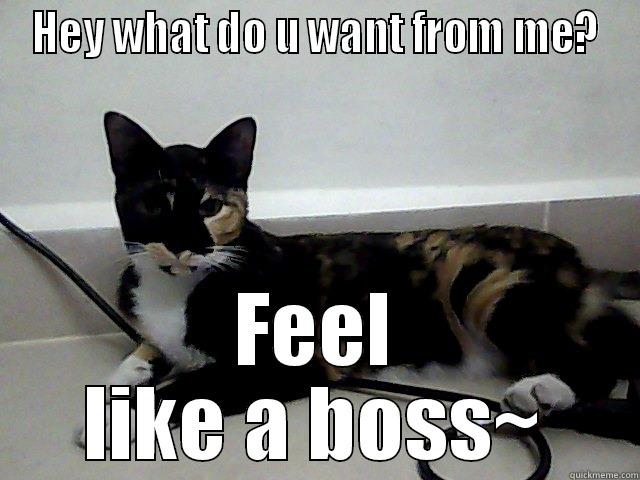 Feel  like a boss - HEY WHAT DO U WANT FROM ME? FEEL LIKE A BOSS~ Misc