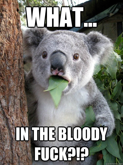 What... in the bloody fuck?!? - What... in the bloody fuck?!?  koala bear