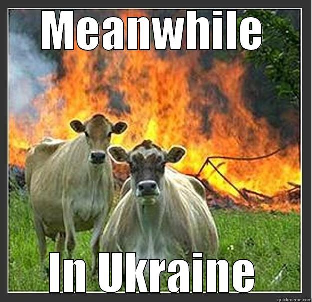 in Ukraine - MEANWHILE IN UKRAINE Evil cows