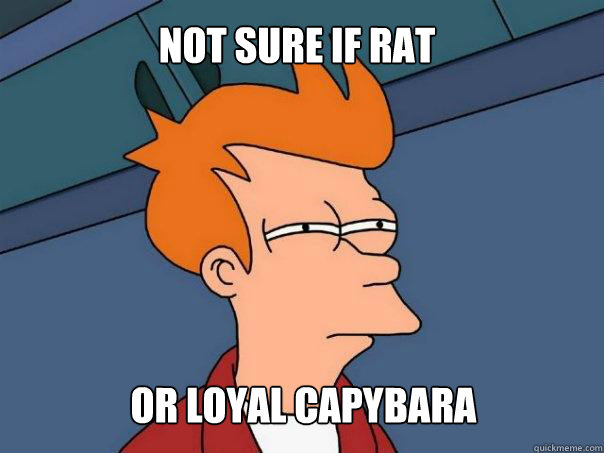 not sure if rat or loyal Capybara  Futurama Fry