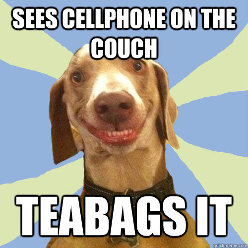 sees cellphone on the couch teabags it  Disgusting Doggy