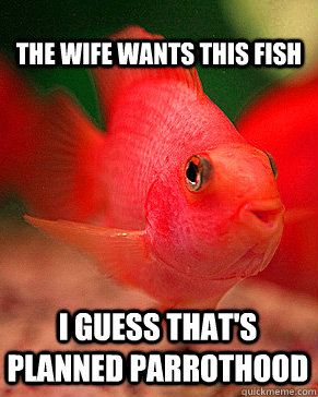 The wife wants this fish i guess that's Planned Parrothood - The wife wants this fish i guess that's Planned Parrothood  Happy Parrot Fish