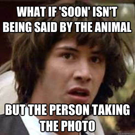 what if 'soon' isn't being said by the animal but the person taking the photo  conspiracy keanu