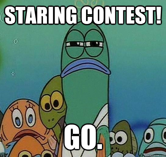 Staring contest! GO. - Staring contest! GO.  Serious fish SpongeBob