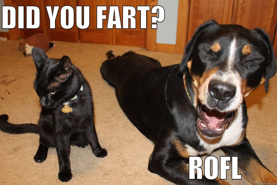 Laughing Dog Miffed Cat - DID YOU FART?                                                      ROFL Misc