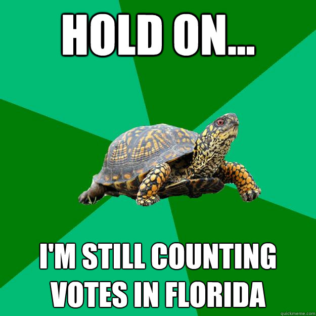 Hold on... I'm still counting votes in Florida  Torrenting Turtle