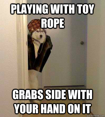 Playing with toy rope grabs side with your hand on it  Scumbag dog