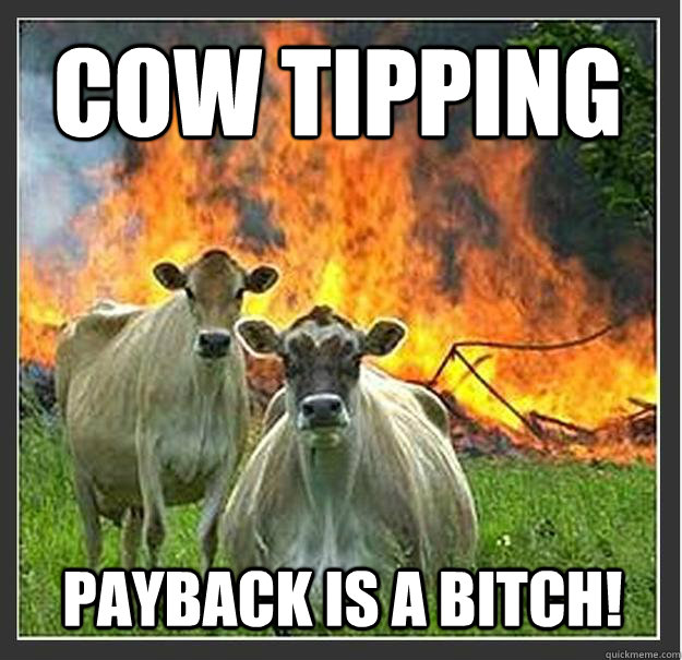 Cow tipping payback is a bitch!   Evil cows