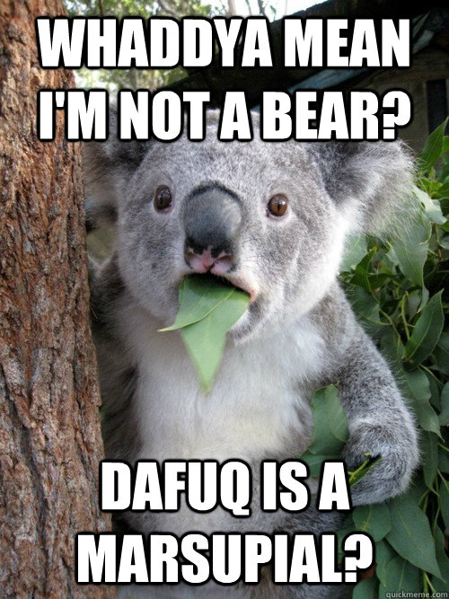 Whaddya mean I'm not a bear? dafuq is a marsupial?  koala bear