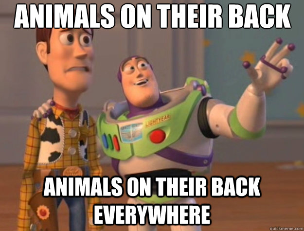 Animals on their back  animals on their back everywhere  Toy Story