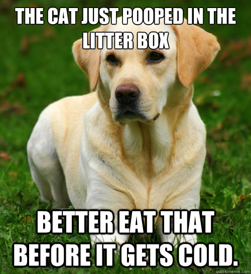 The cat just pooped in the litter box better eat that before it gets cold.  Dog Logic