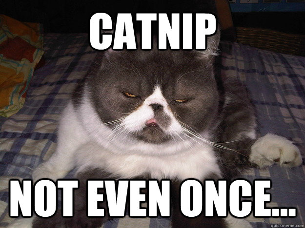 Catnip Not even once...  