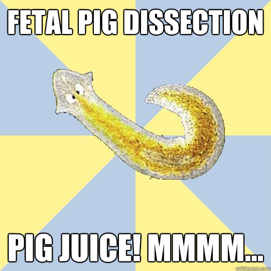 Fetal pig dissection Pig Juice! Mmmm...  Bio Major Planarian