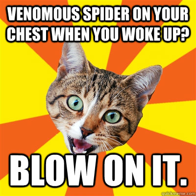 venomous spider on your chest when you woke up? blow on it.  Bad Advice Cat