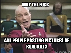 Why the fuck Are people posting pictures of roadkill? - Why the fuck Are people posting pictures of roadkill?  Annoyed Picard