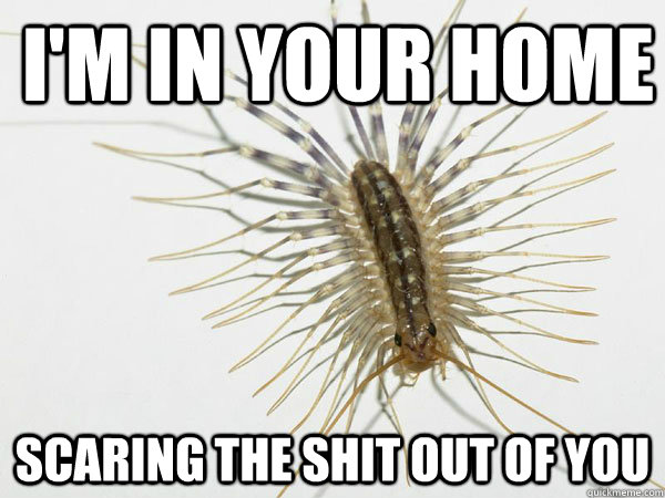 i'm in your home scaring the shit out of you  House Centipede