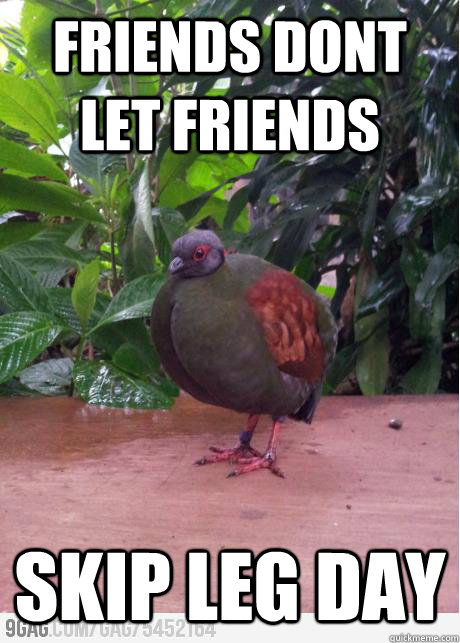 Friends dont let friends skip leg day  Gym Pidgeon