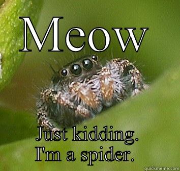 Misunderstood Spider - MEOW JUST KIDDING. I'M A SPIDER.  Misunderstood Spider