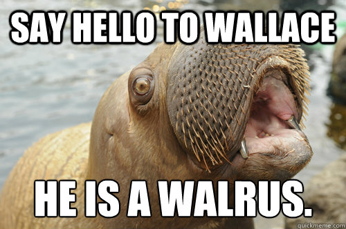 Say Hello to Wallace He is a walrus.
  Wallace the Walrus