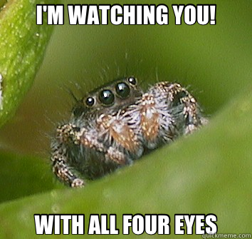 I'M WATCHING YOU! WITH ALL FOUR EYES  Misunderstood Spider