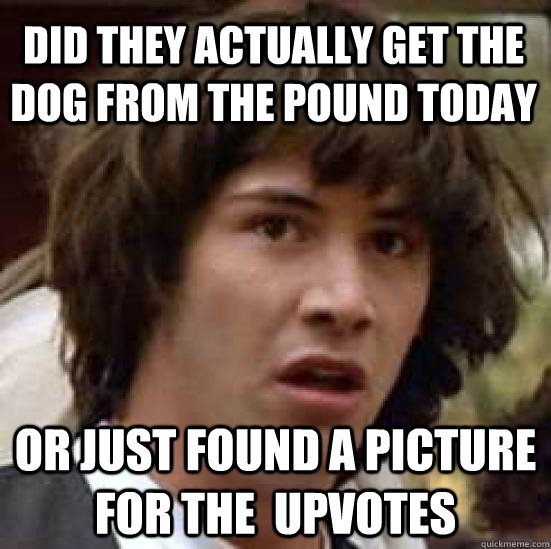 did they actually get the dog from the pound today or just found a picture for the  upvotes  conspiracy keanu