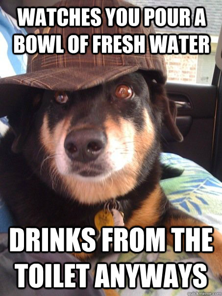 Watches you pour a bowl of fresh water Drinks from the toilet anyways  Scumbag dog