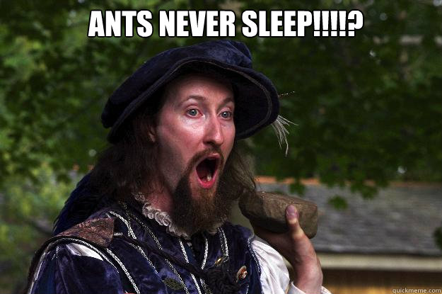 ants never sleep!!!!? - ants never sleep!!!!?  Rock Shock