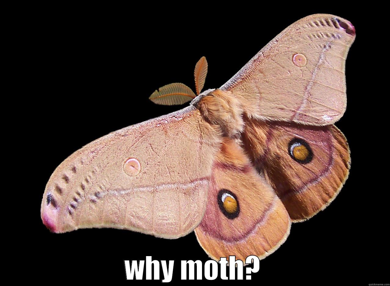  WHY MOTH? Misc