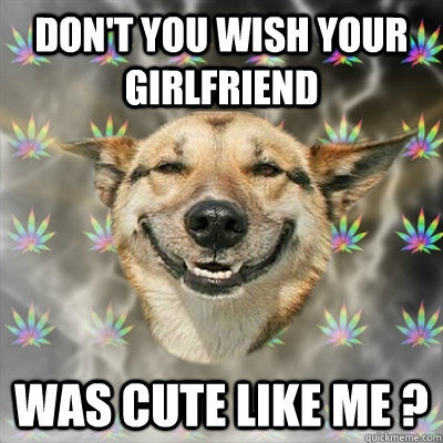 Don't you wish your girlfriend was cute like me ?  Stoner Dog