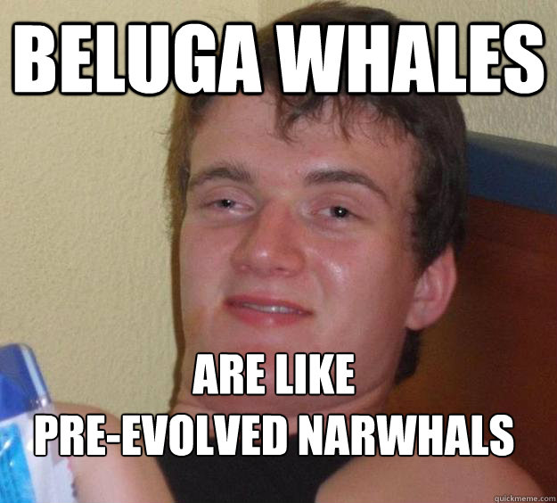 Beluga whales are like 
pre-evolved narwhals
  10 Guy