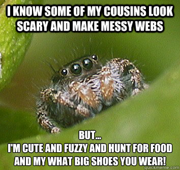 I know some of my cousins look scary and make messy webs But...
I'm cute and fuzzy and hunt for food and my what big shoes you wear!  Misunderstood Spider